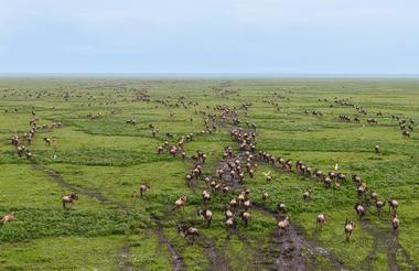 Mwiba Plains