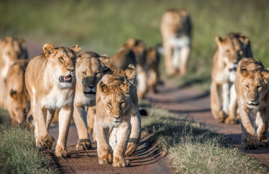 Elewana Collection Sand River Masai Mara