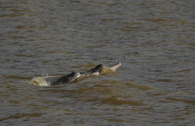 Kaiara - River Dolphins