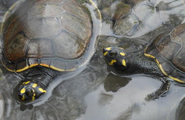 Kaiara - Coroca Community