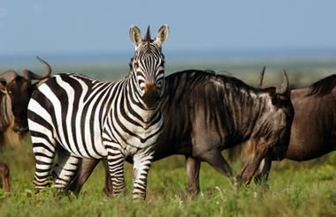 Serengeti Ndutu Kati Kati Tented Camp
