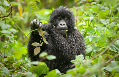 Bwindi Lodge - Gorilla