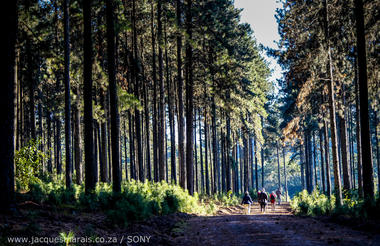 Taking a walk through the forest