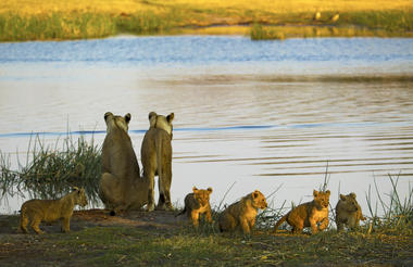 Lioness and Cubs Drinking from the Spillway