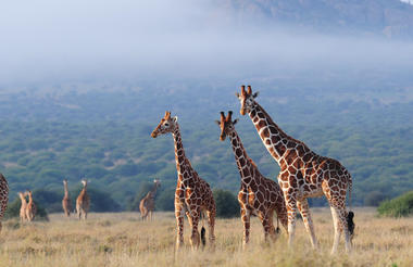 Reticulated Giraffe at Tumaren Camp