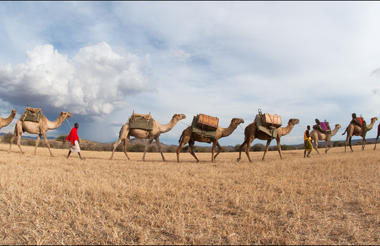 Karisia Walking Safari with Camels