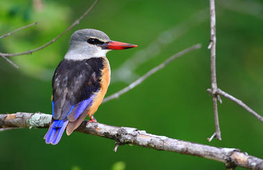 Geiger's Camp | Birds