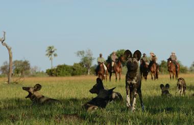 Horses with Wild Dog