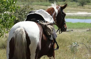 Bontsintsi Horse Safaris, Okavango Delta