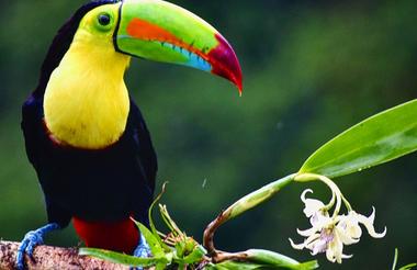Toucan