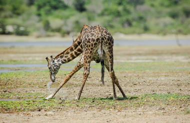 Giraffe drinking 