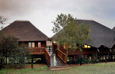 Martial and Bateleur Eagles