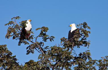 African Fish Eagles are common residents in the Okavango Panhandle