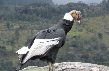 Condor