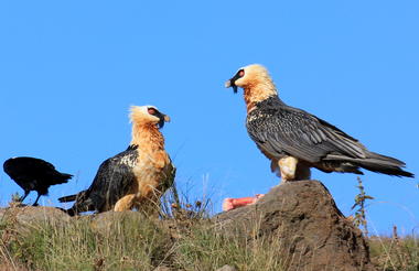 The Bearded Vulture Experience