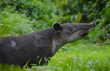 Tapir Valley Reserve Tour