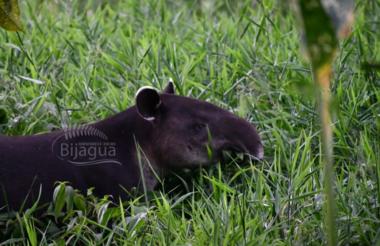 Tapir Valley Reserve Tour