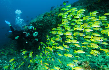 Diving