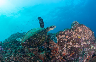 Turtle