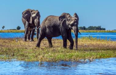 Chobe