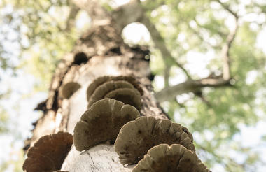 Singita Elela_Fungus_Mushrooms