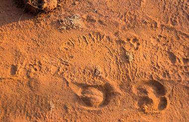 Spoor Tracking