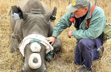 White Rhino de-horning