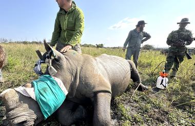 White Rhino de horning
