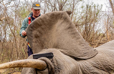Elephant Immobilsation