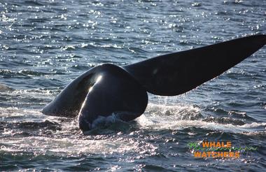 Whale tail