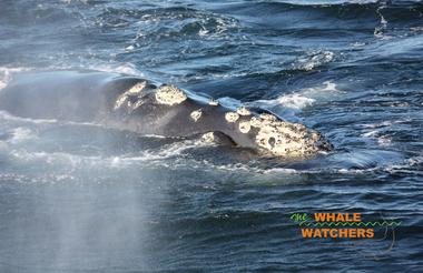 Southern Right Whale head