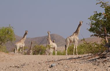 Girafes du désert