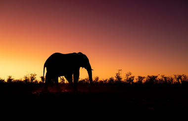 Safari Sundowner