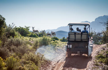 Game Drives and Safaris