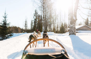 husky safari