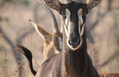 Kumbali Game Reserve