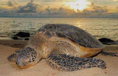 Turtle Laying 