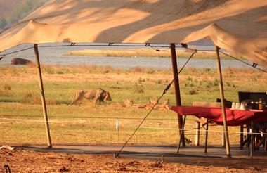 Lions in camp