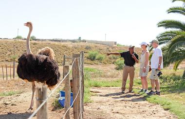 Ostrich Farm Tours