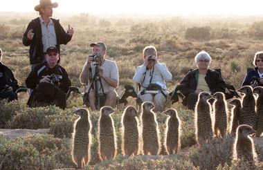 Original meerkat Tours