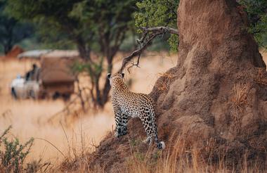 Leopard Tracking