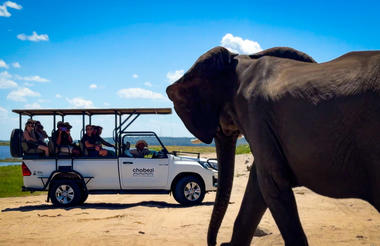 Chobe Day Trip