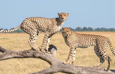 Cheetahs