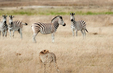 Zebras and Cheetah