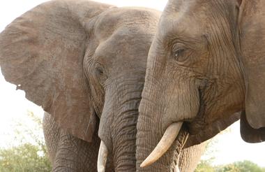Elephants viewed from the Siduli Hide