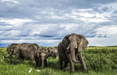 Elephants near Duba Explorers Camp