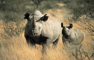 Black rhino