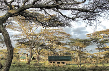 Tent through the trees