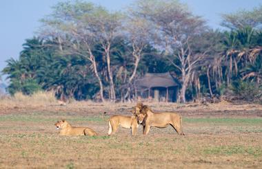 Lions in front of Busanga Plains Camp