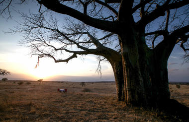 Dinner under the magnificent baobab 